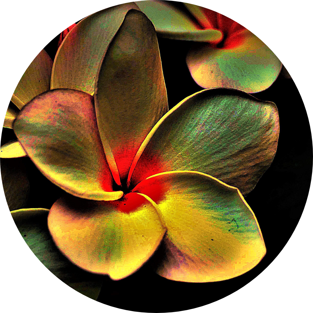 Flores